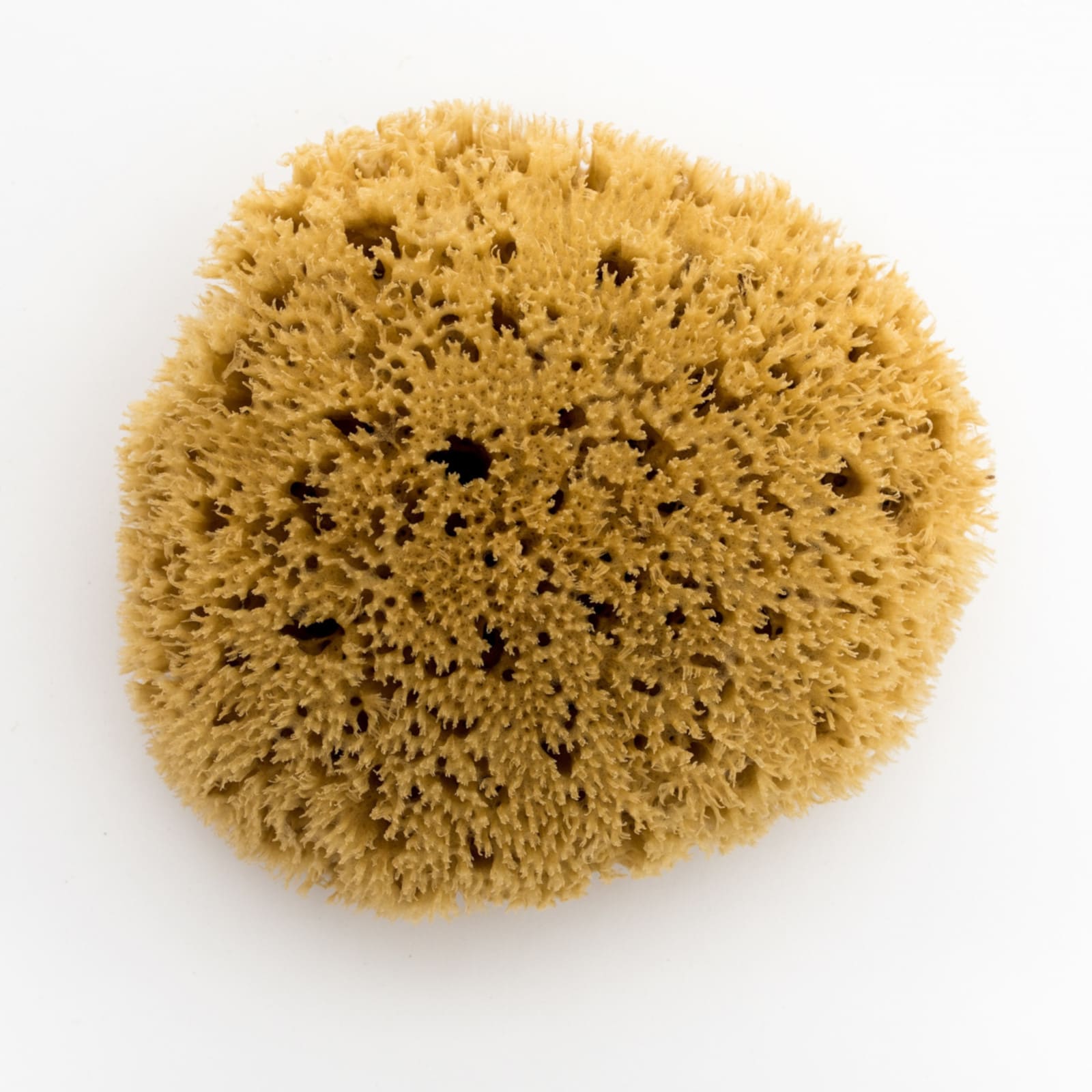 BELLINI Naturschwamm roh Honeycomb No. 12